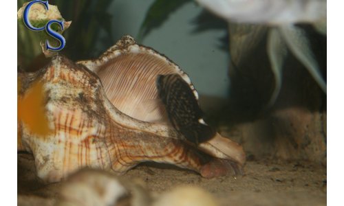 Altolamprologus calvus black